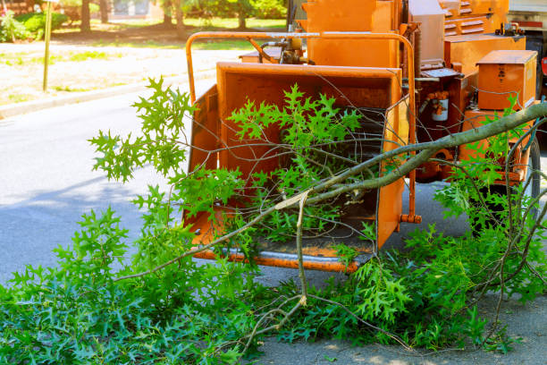 Best Tree Planting  in USA